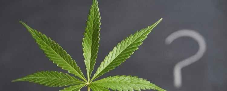 Cannabis para dor e PTSD 'carece de evidências de alta qualidade'