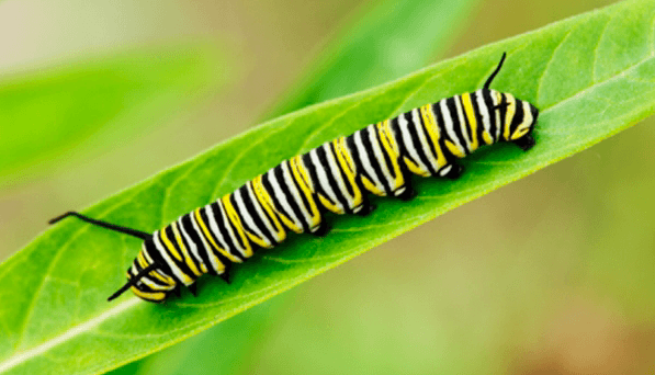 Midlife Oplysning og blive din egen sommerfugl (eller hvordan man går videre fra at være en desorienteret grub)