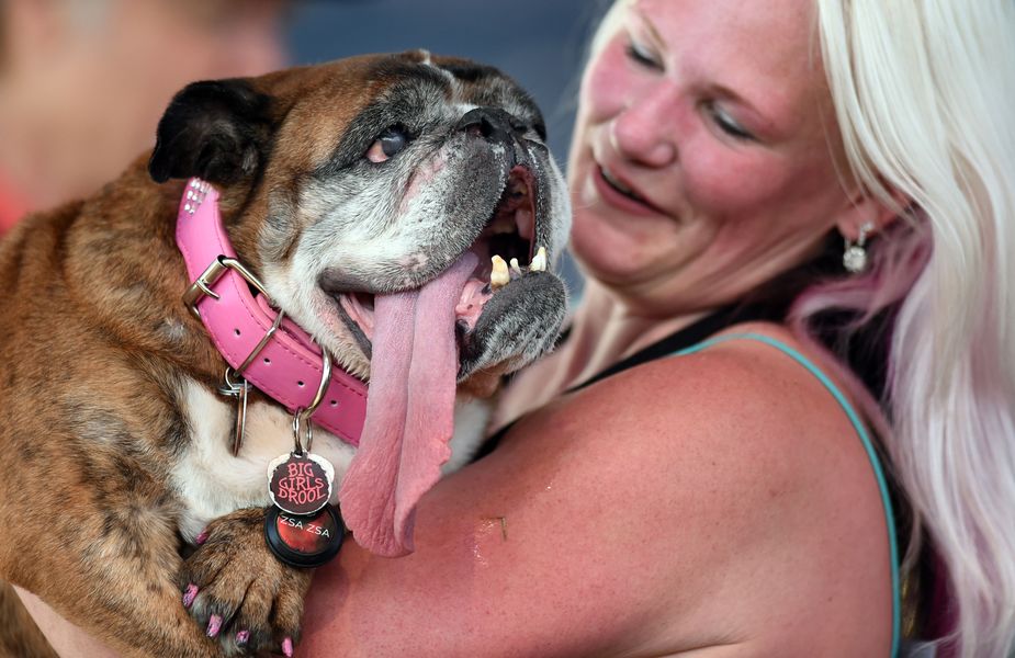 Zsa Zsa Anglický buldog pomenoval najškaredšieho psa na svete