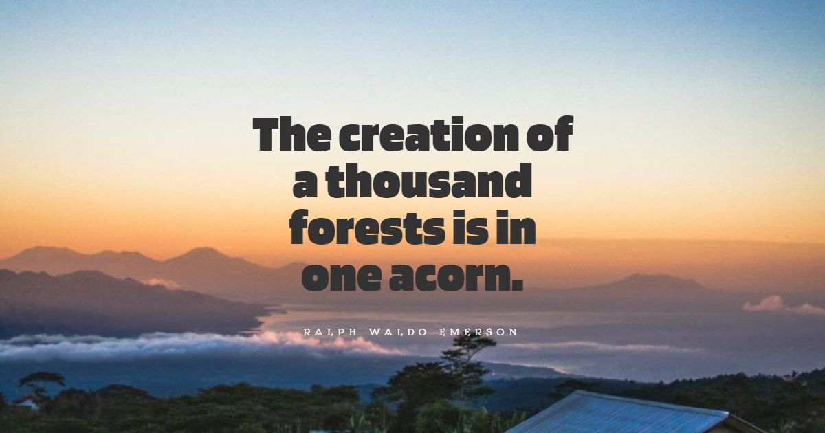 Más de 80 mejores citas sobre el bosque: selección exclusiva