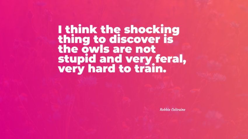 97+ Cele mai bune citate Owl: Selecție exclusivă